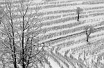 Riva Dario-Snow in the vineard